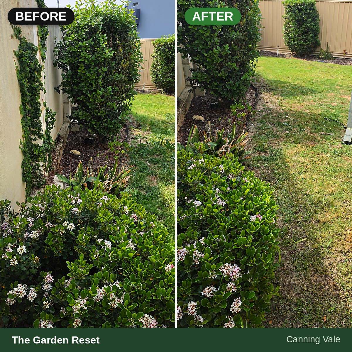 Before and after garden cleanup featuring vine removal, mulched beds, and tidy lawn edging.