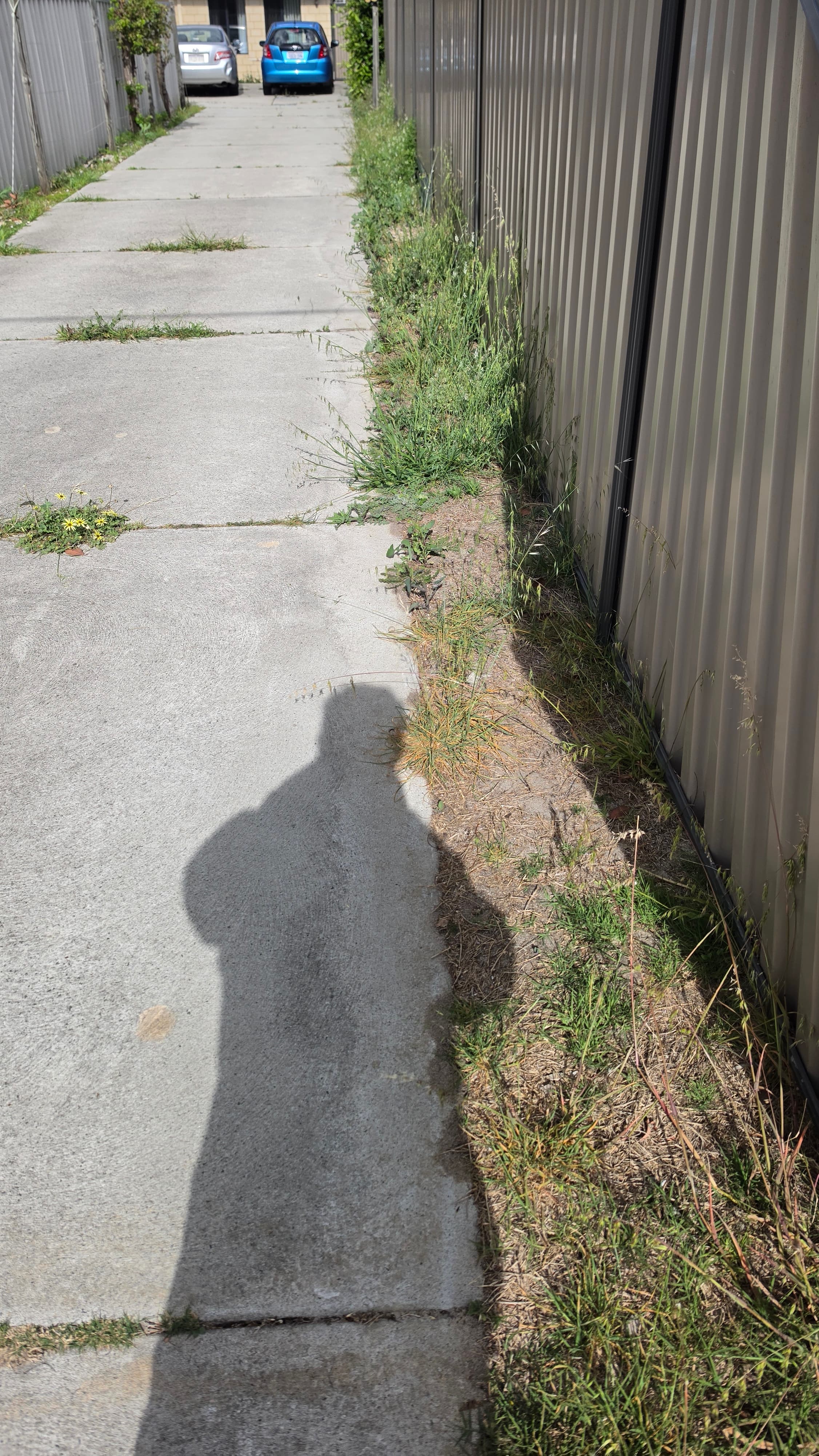 A person's shadow stretches across a concrete driveway lined with weeds and a metal fence.